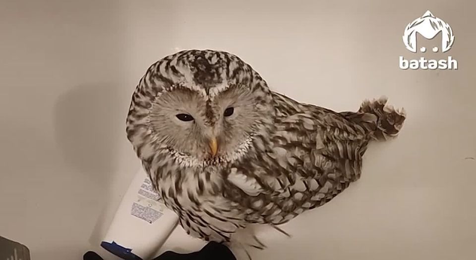 ���� ��������� � ���� ������ � �������� �������� �������