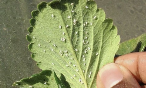 ��� ���������� ���������� � ����������� �� �������� ������