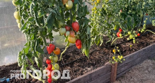 ��� ������� �������� ���: ������� ������� ����� ���������� F1�