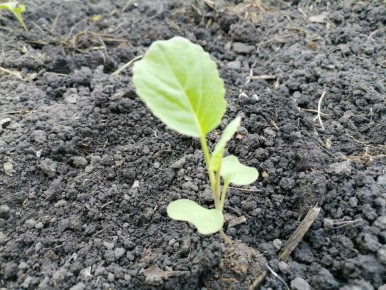 ������ �� ������ ������� �� ����������: ���� �� ������� �������