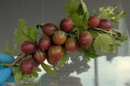 ��������� �������: �������, ������� ����������� ������ ���������