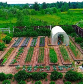 умные подходы для дачи: как упростить уход и увеличить урожай