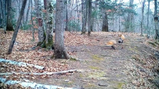 В национальном парке «Земля леопарда» в Приморском крае запечатлели редкие кадры с игрой лис