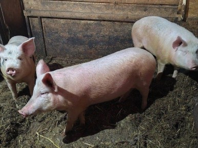 В Башкирии участник СВО создал свиноферму благодаря соцконтракту