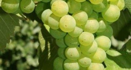 ���������� �������� ����������: ������ �� ��������