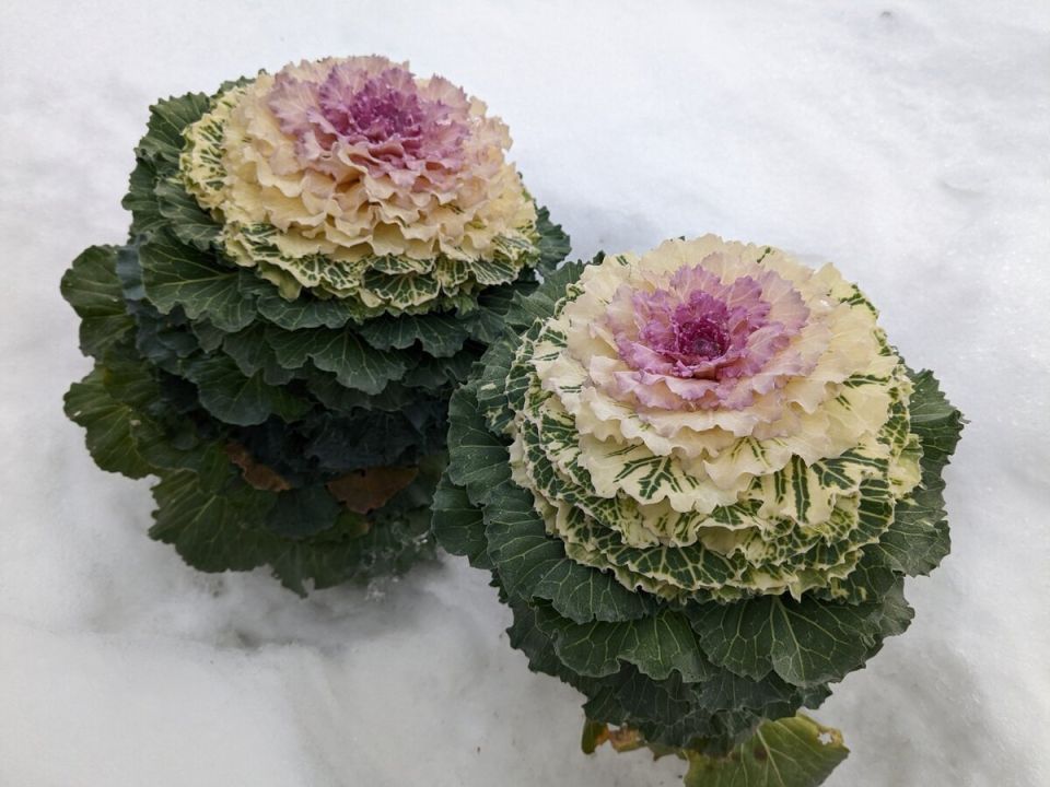 ������������ �������: ��� �������� ���� ��� ������������� �������