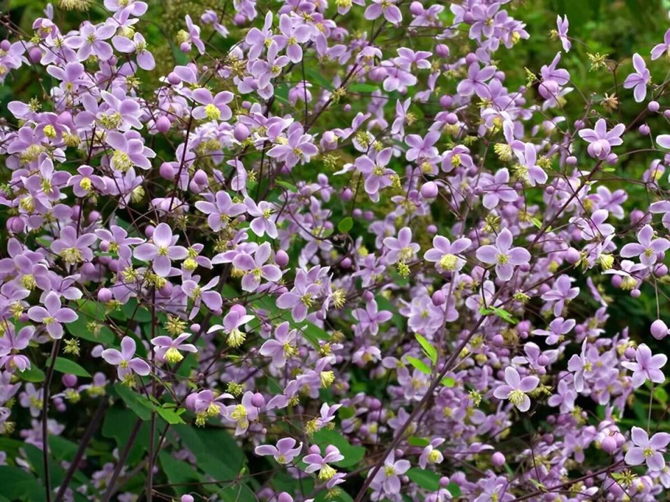 ��������� �������: ��������� ������� �����, ������� ����������