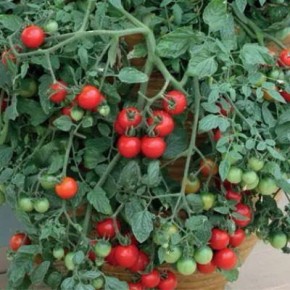 Томат Рубиновые бусы: идеальный выбор для городского огорода