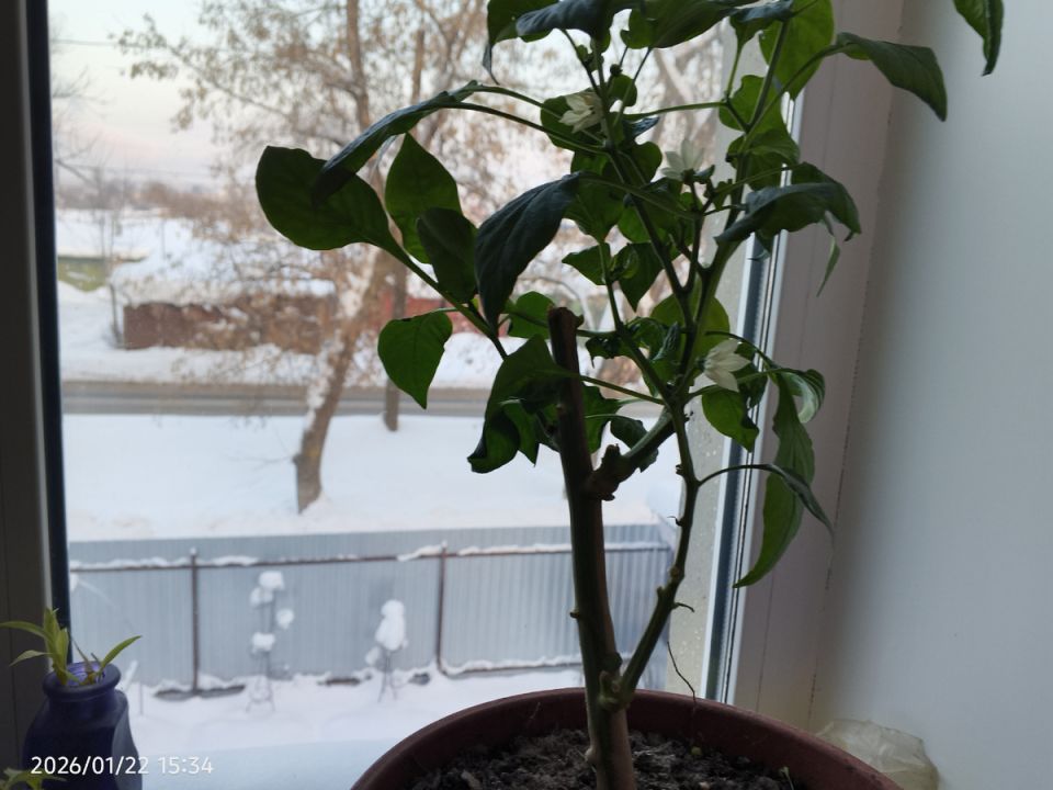 ��� ����� ���������� �������� ����� �� ����������� � ����������� �����