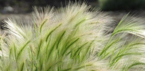 Удивительно красивый, но требовательный гость: чем полезен и чем опасен ячмень гривастый