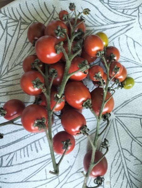 ����� ���������� ��������: ��������� ���������� ����������� ����� � ���������