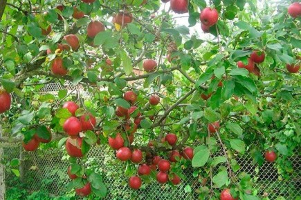 Яблоня Коваленковское: особенности сорта и простая агротехника