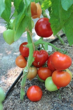 ����� �������: ��� ��������� ���������� ������ ������� ������ � ��������� �����