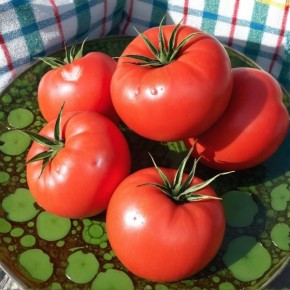 Томат Красный крупный: гиганты для салатов и сока — спокойное руководство по уходу