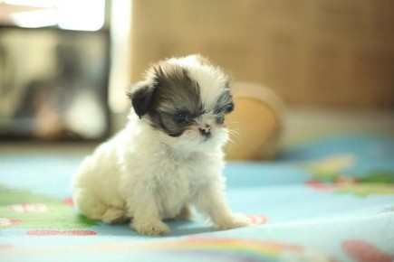 Пушистые чемпионы послушания: 10 пород собак, которые слушаются лучше всех