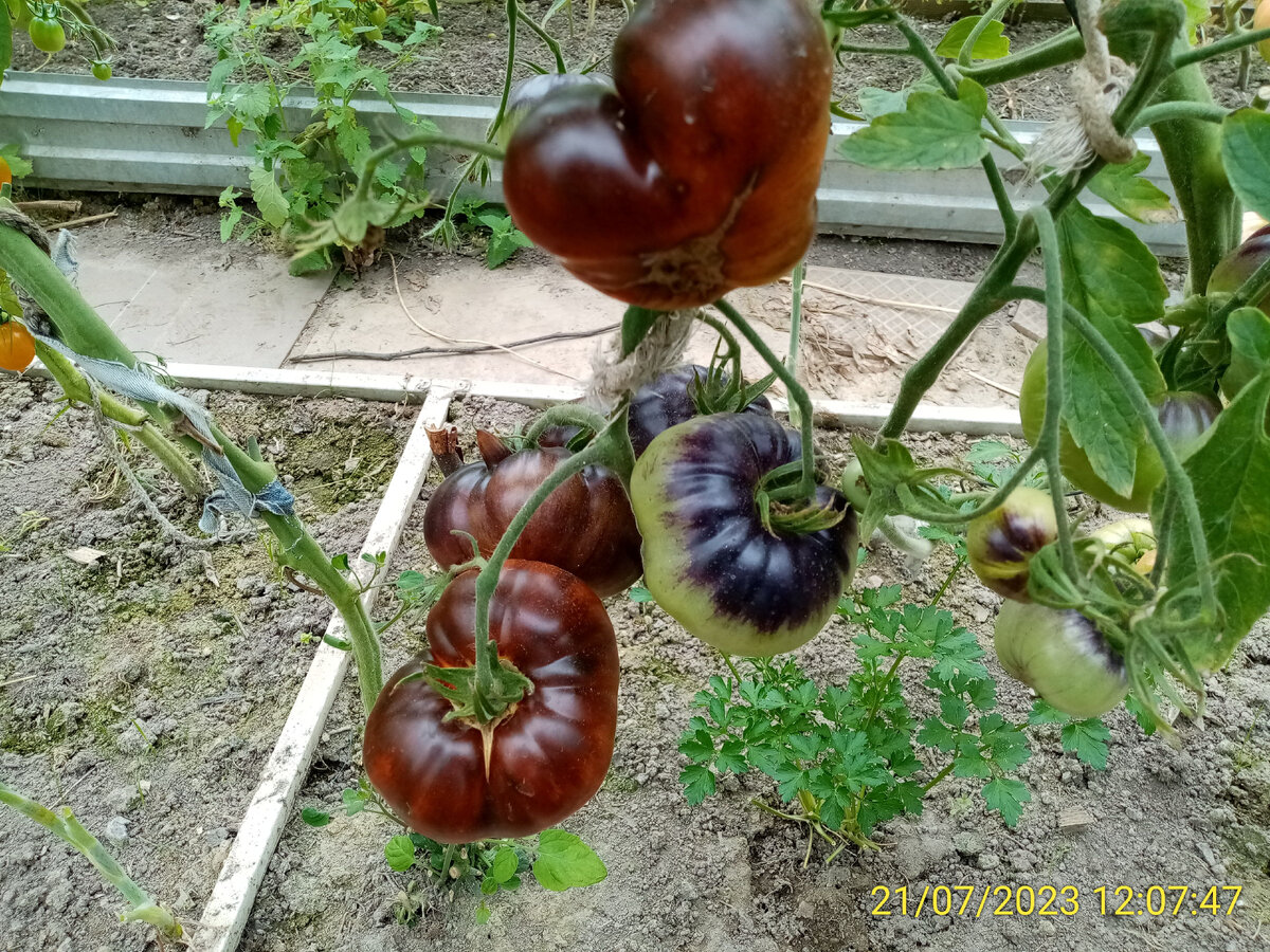 Как биогумус помогает вырастить урожай томатов и огурцов