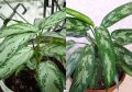 Как сделать аглаонему пышным кустом: секреты правильного ухода