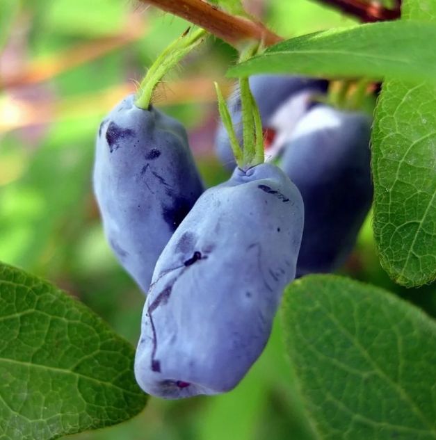 ��� ��������� ��������� �������� �� �����: ������� �� �������������