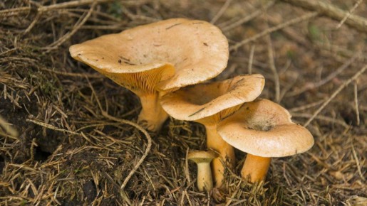 Грузди не потемнеют во время засолки: сохранят аппетитный вид с этой хитростью