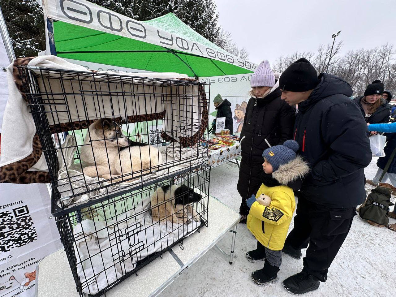 Любовь с хвостом. В Уфе вновь прошла благотворительно-просветительская акция «Ищу человека» Любовь с хвостом. В Уфе вновь прошла благотворительно-просветительская акция «Ищу человека»