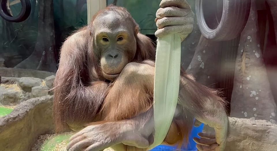 � �� ������ ������������� ���, ��� ��� ������ ������� ���������� �� ����������� ��������?