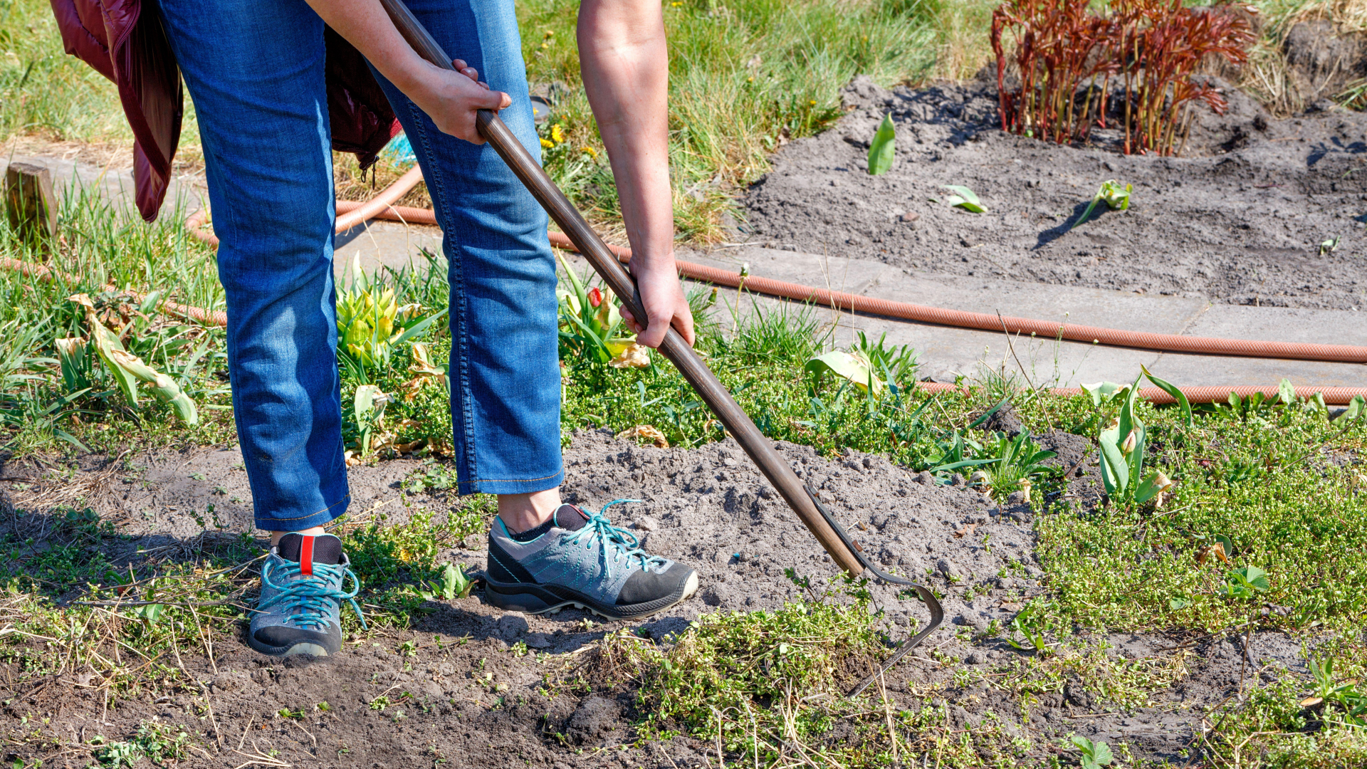 Если эти сорняки растут на участке, пора бить тревогу: почве надо помочь