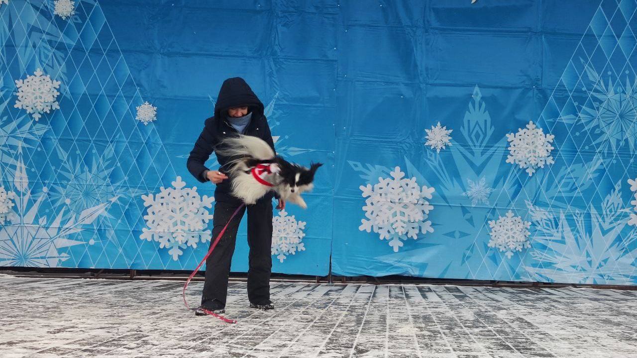 Любовь с хвостом. В Уфе вновь прошла благотворительно-просветительская акция «Ищу человека» Любовь с хвостом. В Уфе вновь прошла благотворительно-просветительская акция «Ищу человека»