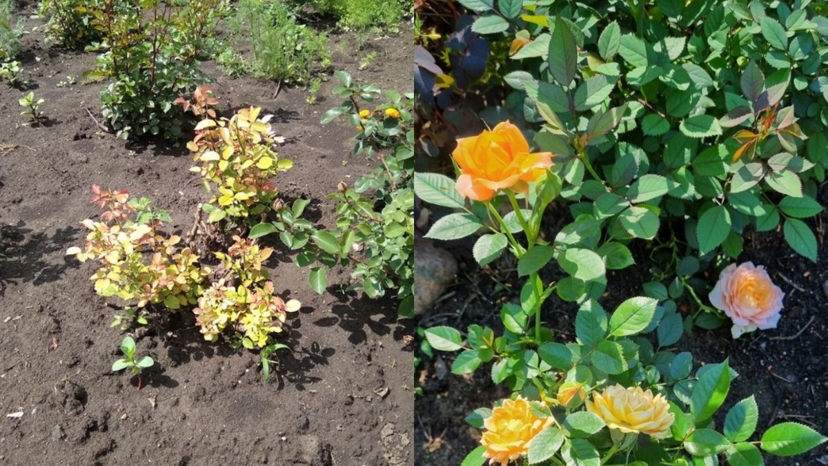 Как весной прокормить розы: проверенный метод с ощутимыми результатами