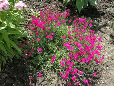 Гвоздика: Очарование и разнообразие в вашем саду