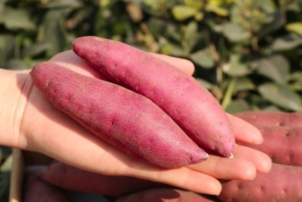 ГМО как часть природы: неожиданные факты о растениях и их генах