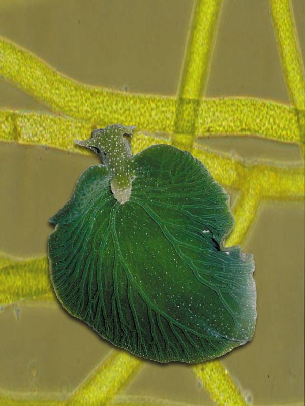 ����� �������� ������ �������: ���������� �������, ��������� ����������