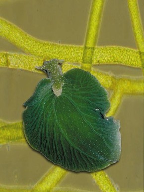 Когда движение против течения: уникальный моллюск, освоивший фотосинтез