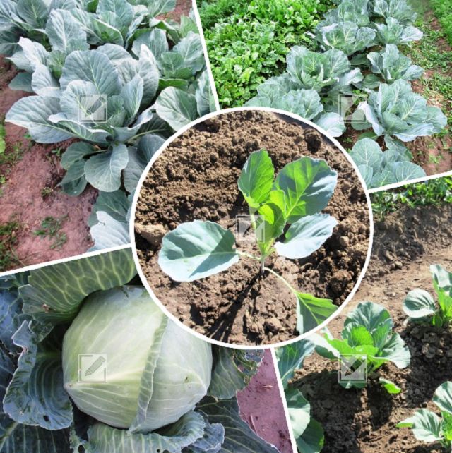 ������� �������� ������� ������� �������: �� ���������� �� �����