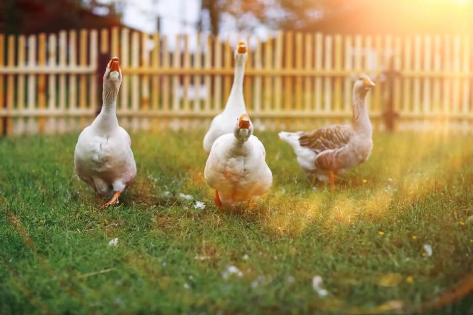 ��� ������ ������� �����: ������� ����������� ������� ��� �������� ������ ����