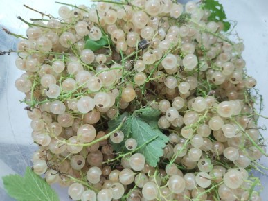 ����������� ������� ������� �� ���������: ������, ����� � ��������� ������ ��� ������