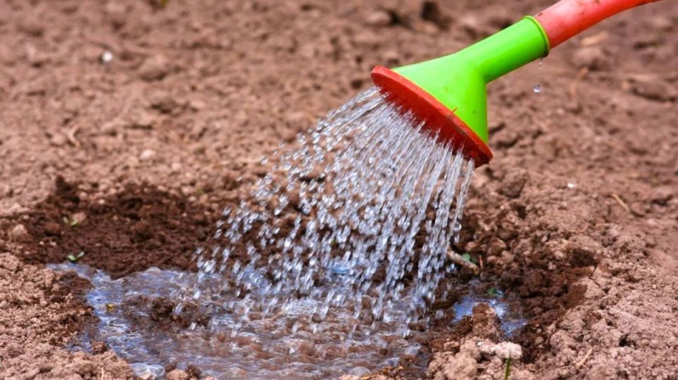 ��� ������� ��������� ������������� �������� ������ �� ����� �������