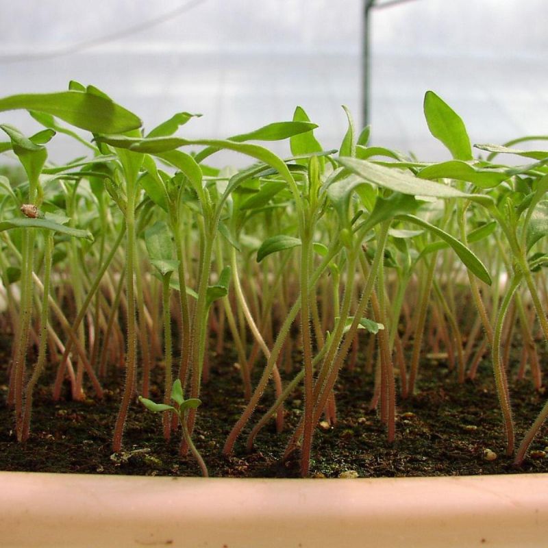 ��� ������� �� ������� � �������: ������� ������� ������