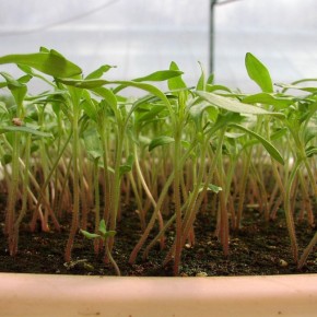 ��� ������� �� ������� � �������: ������� ������� ������