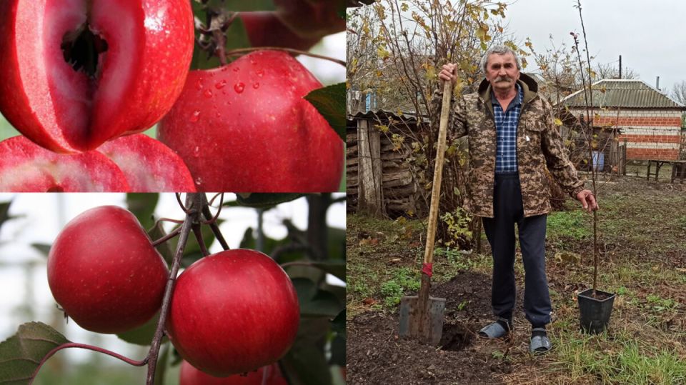 ��������� �����: ������ ��� ����� �������� ��������