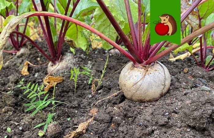 ��� ��������� �������� ������ � ������� ��� ��������� �������� ������