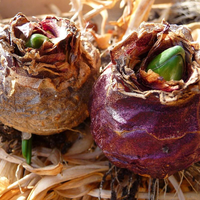 ������� ����������: ��� ���������� � ���������� �� ���������