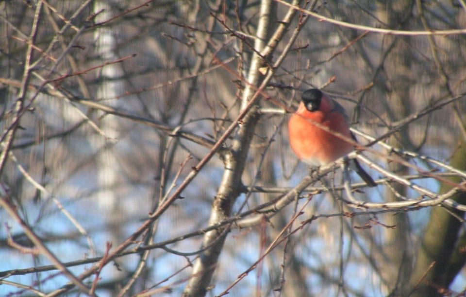 �������: ���������� ���� � �� ���� � ����������