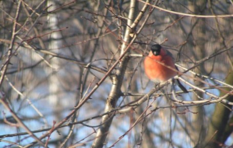 �������: ���������� ���� � �� ���� � ����������