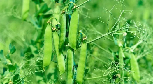 ������ ������� ������ ����� ���������: ������� �� ����������� ������