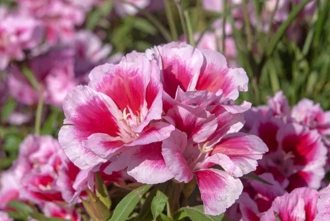 ������� ���������������: ������� ���������� ������ ����