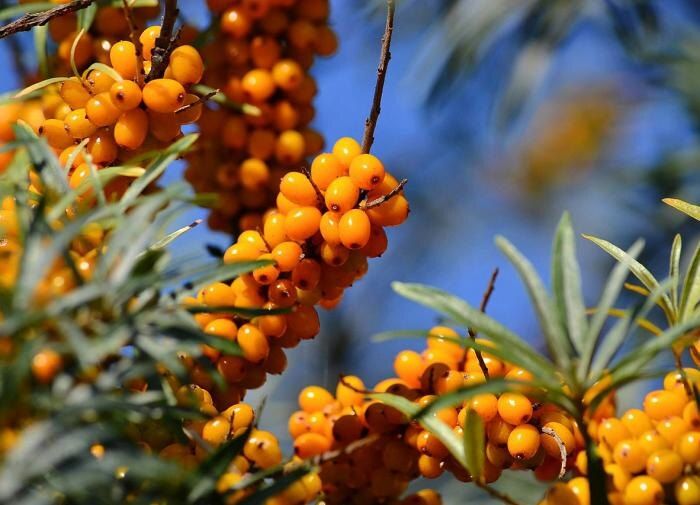 ��������: ������� �������� �� �������, ������� ������ ����� ���