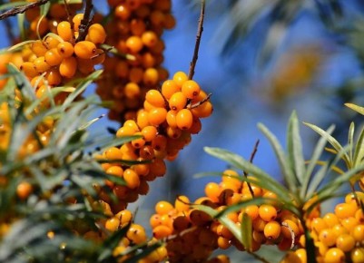 ��������: ������� �������� �� �������, ������� ������ ����� ���