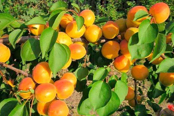 ������� �������: ��� ��������� � ��������� �� ������