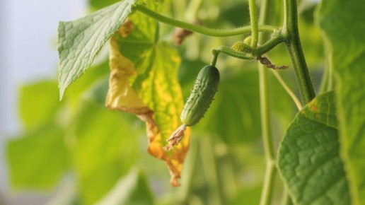 ������������ ����� �������: ������ ������ ��� �����