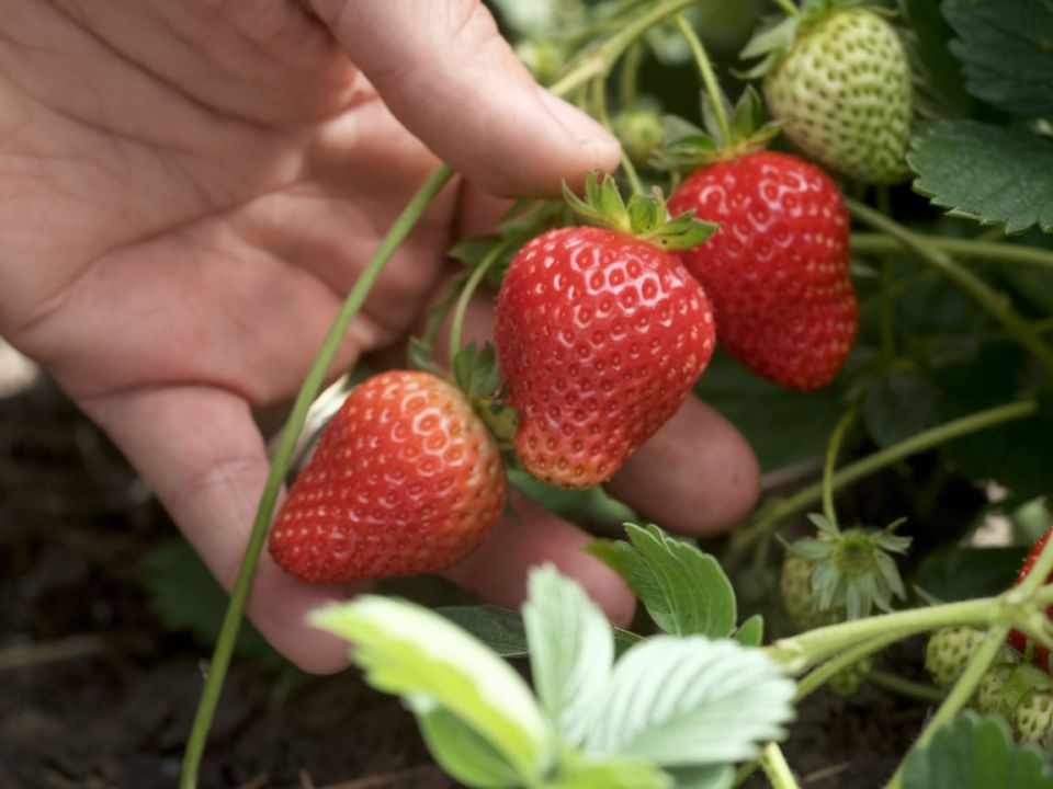 ��� ��������� �������� ����� ����� � ����������� � � ������ ������